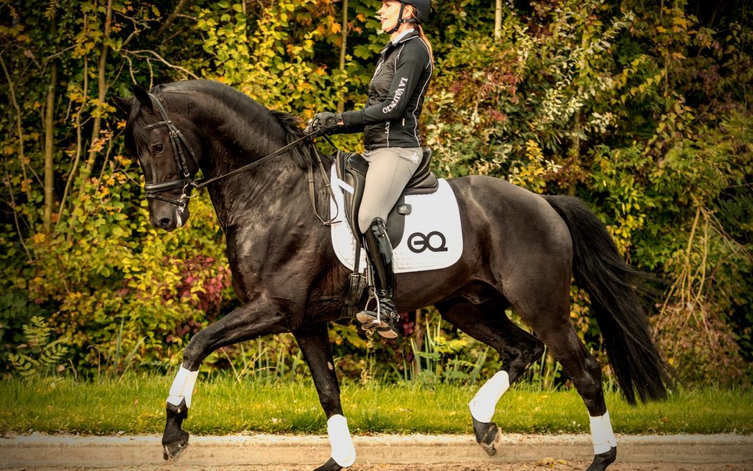 Horse app to improve your riding