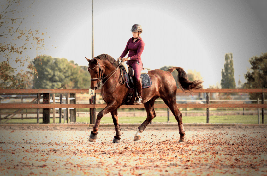 4 basisoefeningen om je paard recht te richten