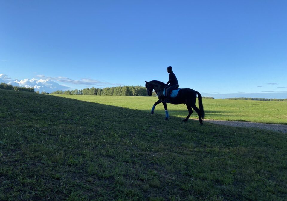 How to build topline on a horse: 5 exercises