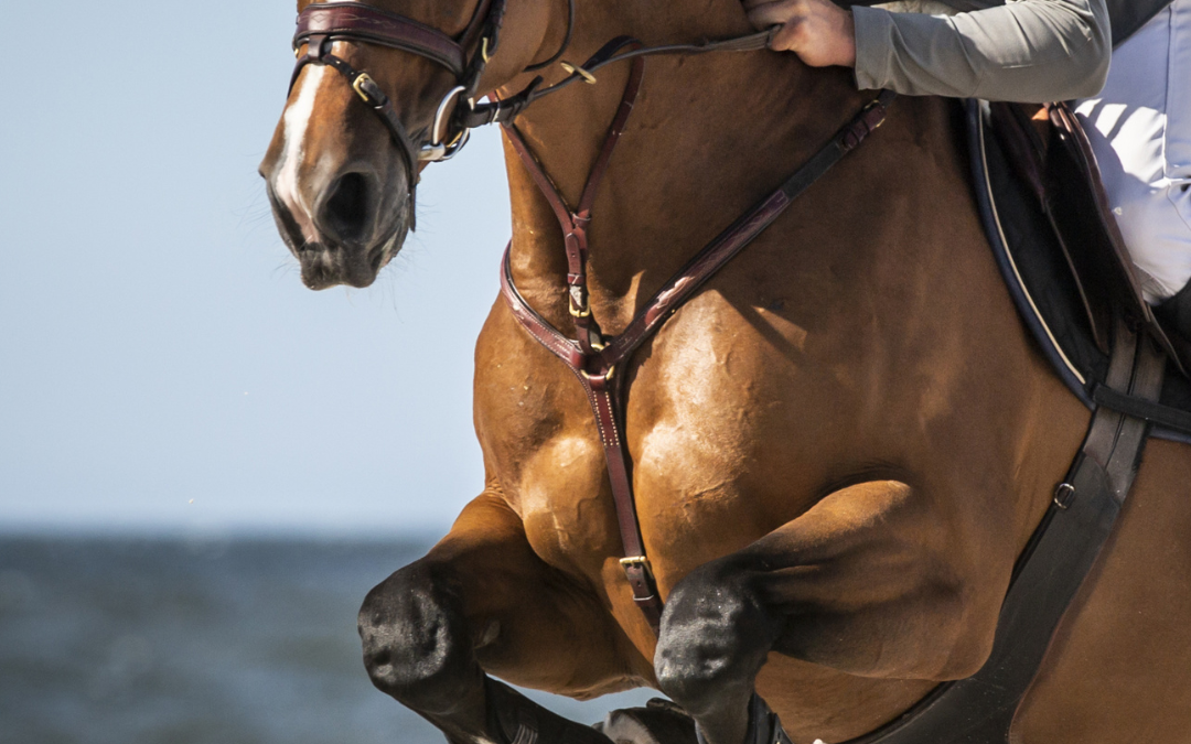 How to Get My Horse Fit: Tracking Progress with the Equestic SaddleClip