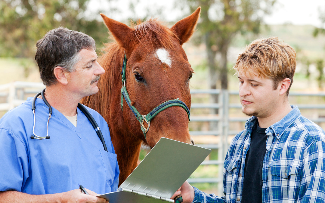 How to Prevent Horse Injuries and Improve Training