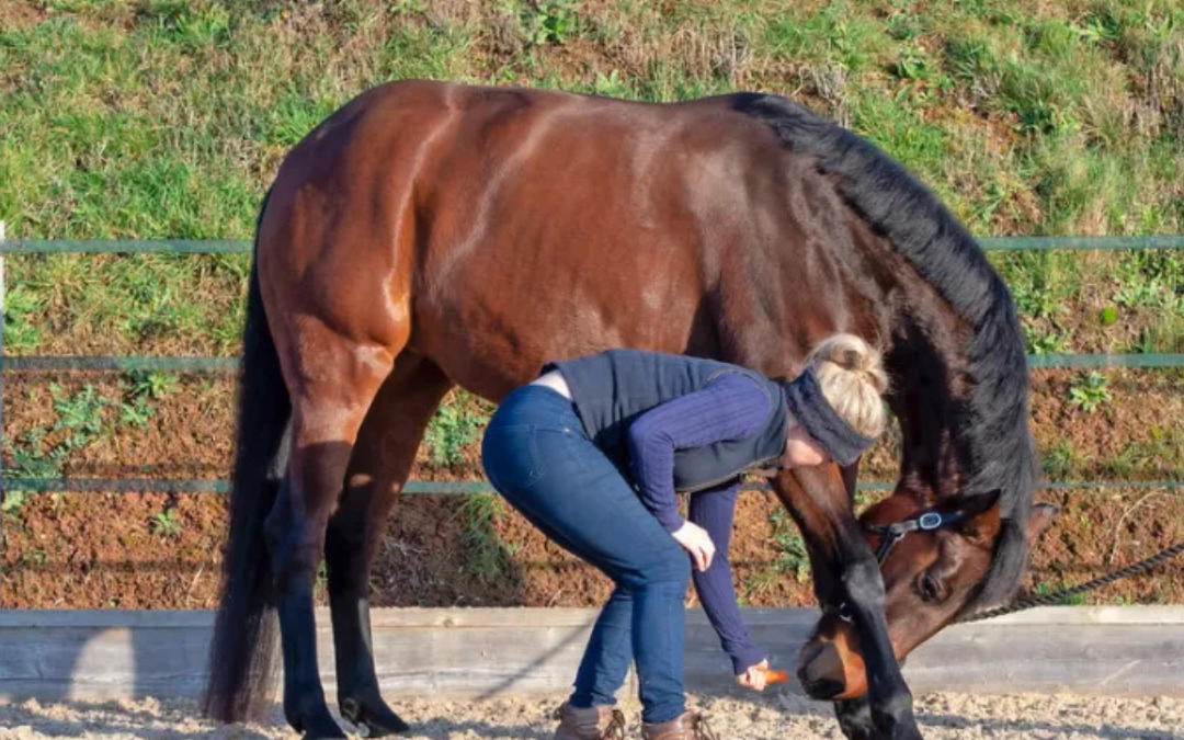 Horse Stretching: Why It Matters and How to Track Its Impact