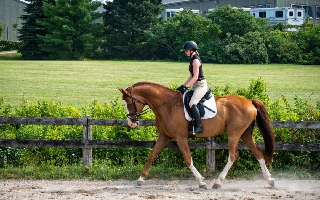 Training Horses in the Heat: How Technology Can Help Find the Balance Between Performance and Horse Welfare  